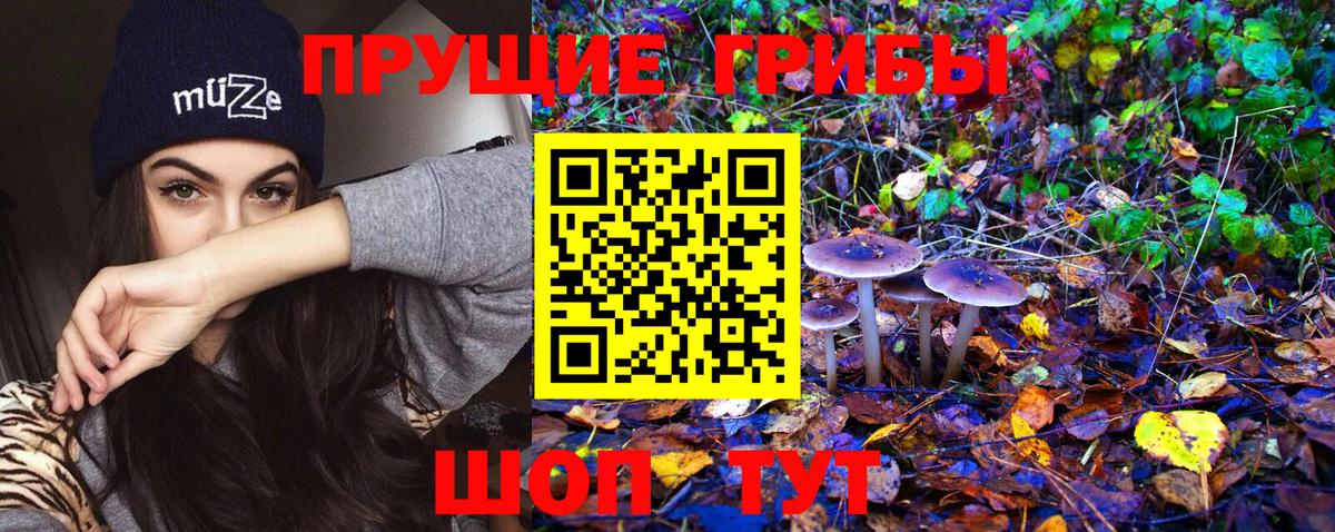 где найти   Вход с VPN  Заволжье  Псилоцибиновые грибы Psilocybe 